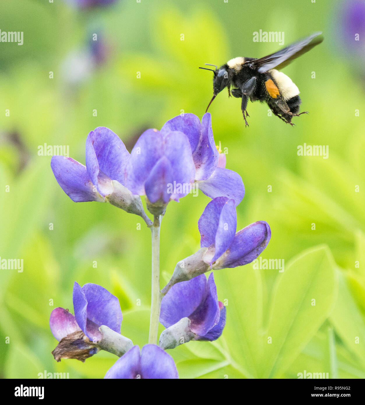 Bumblebee plane au-dessus de fleurs de lupin Banque D'Images