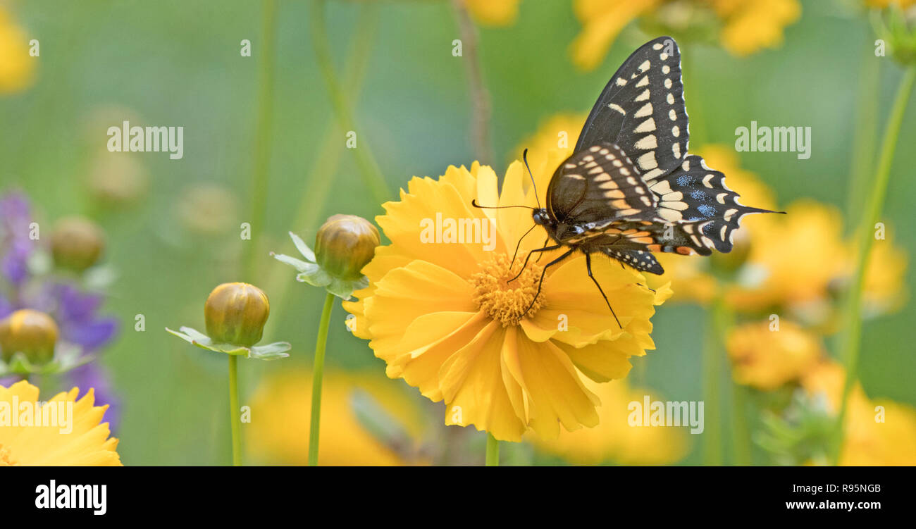 Papillon noir Banque D'Images