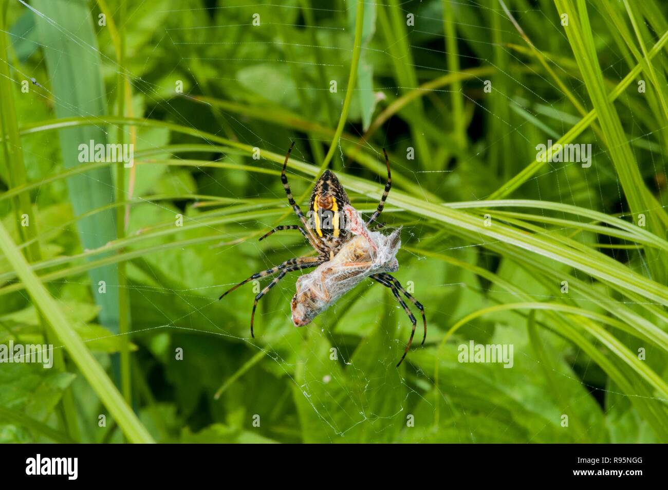 Vadnais Heights, Minnesota. Argiope bagués femelle Argiope trifasciata', 'grasshopper avec l'art de la guerre pour manger plus tard. Également appelé banded'araignée des jardins. Banque D'Images