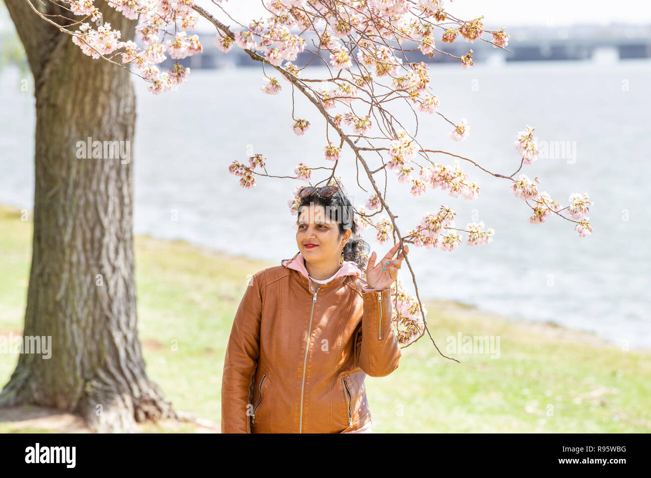Washington DC, USA - 5 Avril 2018 : Jeune femme indienne, en vertu de l'article entre sakura fleur de cerisier, fleurs, branches, arbre avec Potomac à ba Banque D'Images