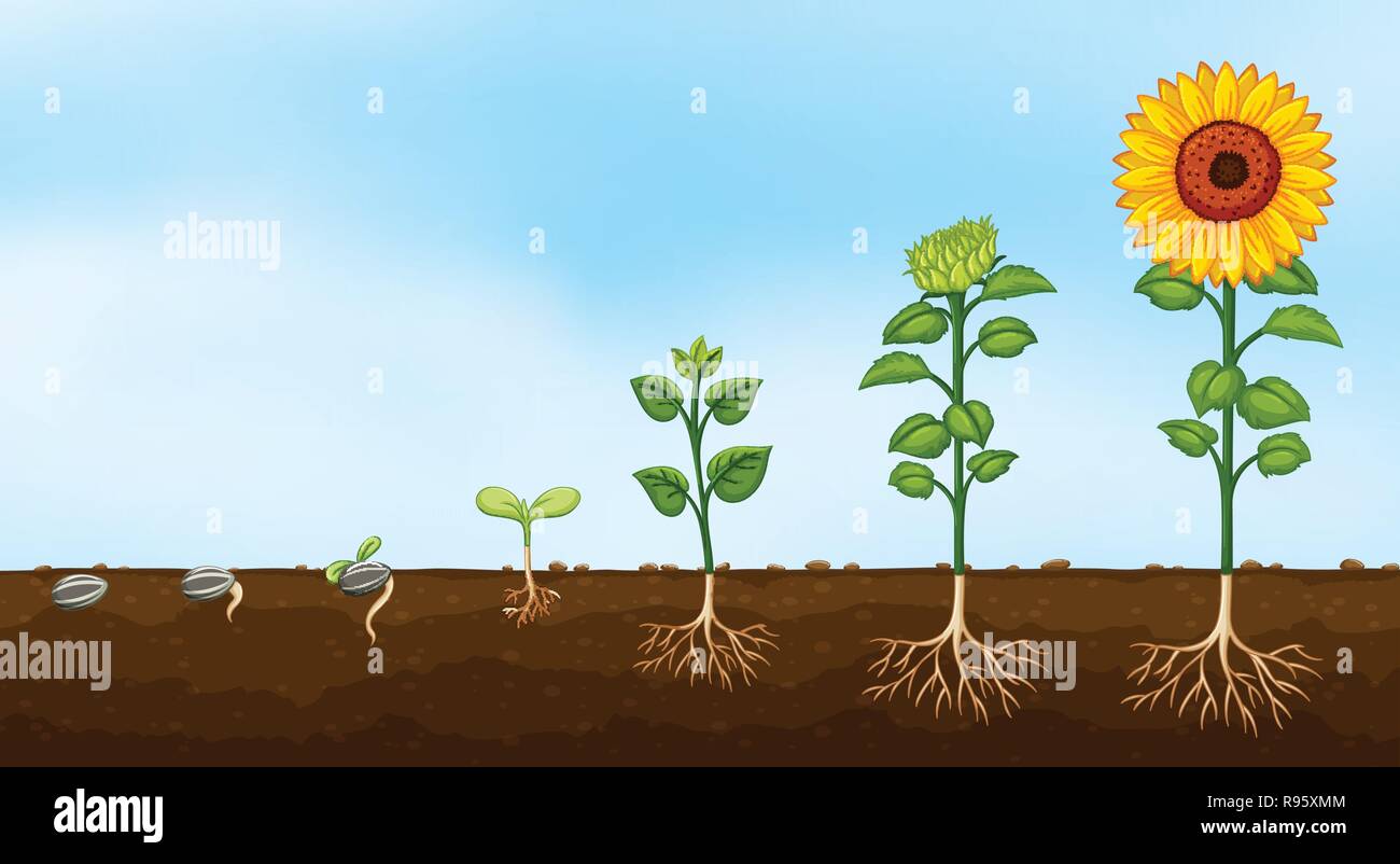 Schéma Des étapes De La Croissance Des Plantes Illustration Image Vectorielle Stock Alamy 3514