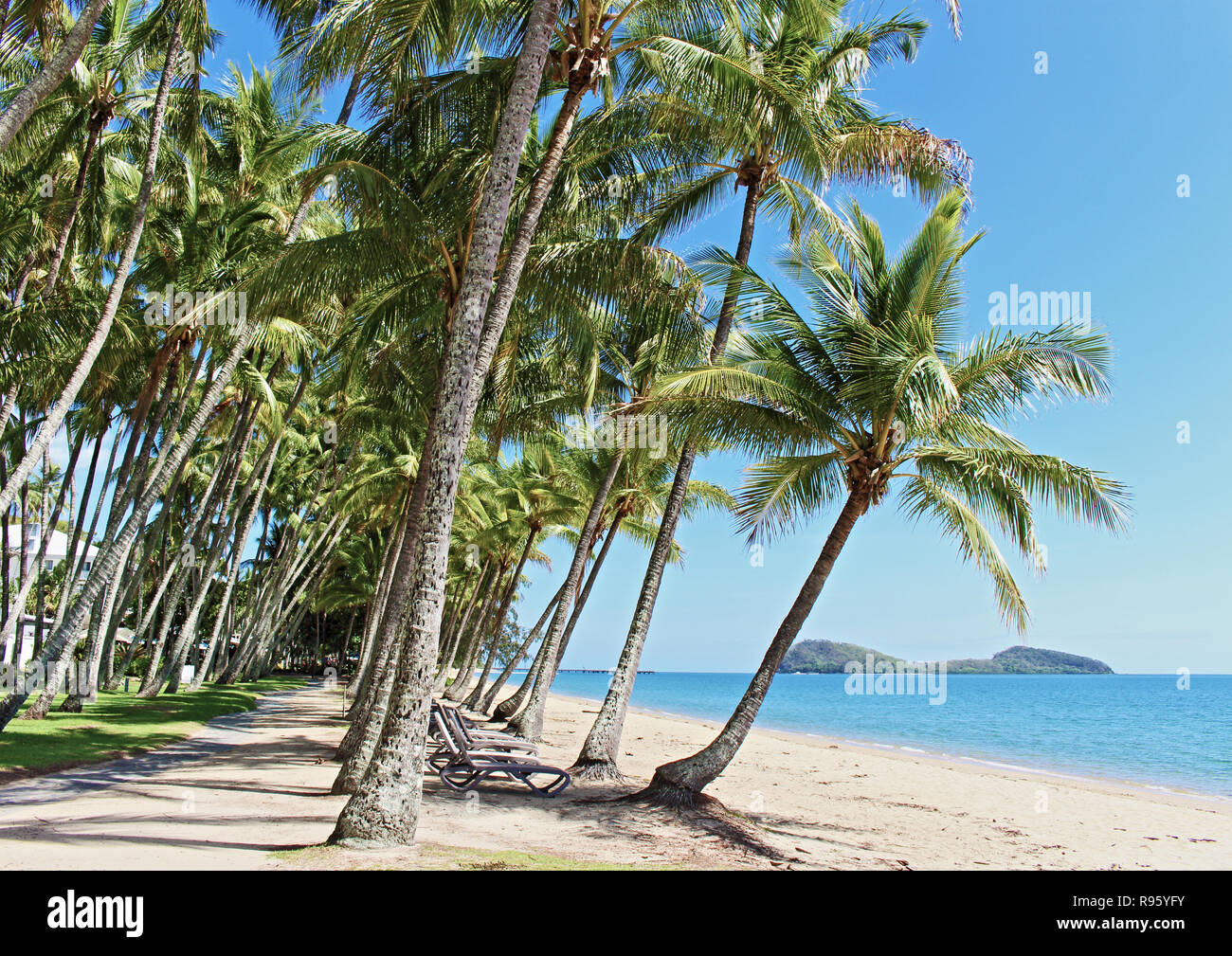 La plus belle plage de sable, bordée de palmiers, préservée et plage peu fréquentée à Cairns... Palm Cove Beach en Far North Queensland Australie Banque D'Images