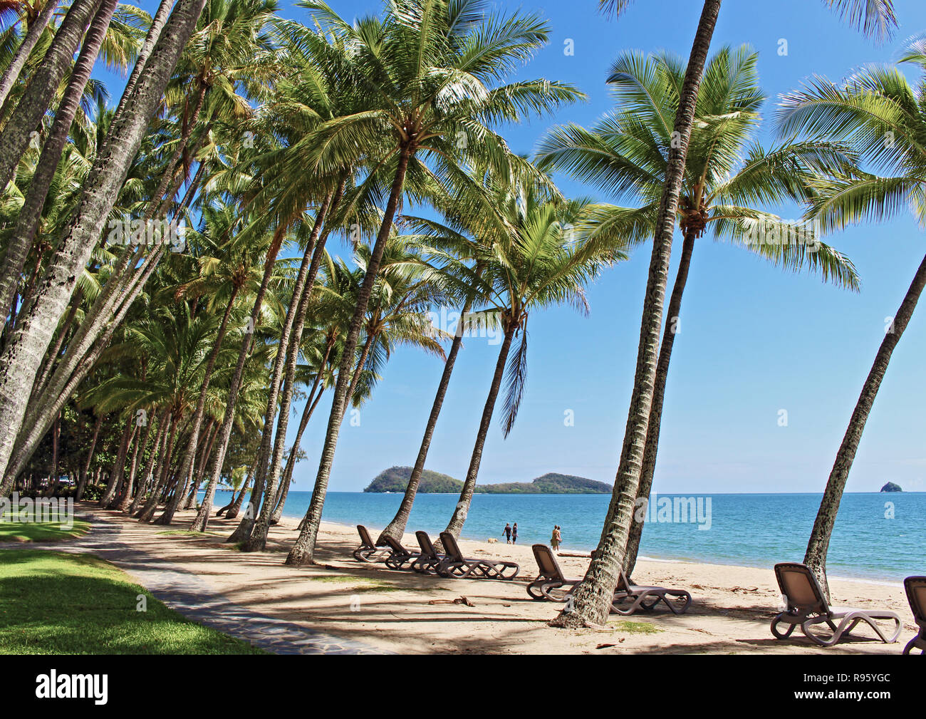 La plus belle plage de sable, bordée de palmiers, préservée et plage peu fréquentée à Cairns ... profiter de Palm Cove Beach en Far North Queensland Australie Banque D'Images