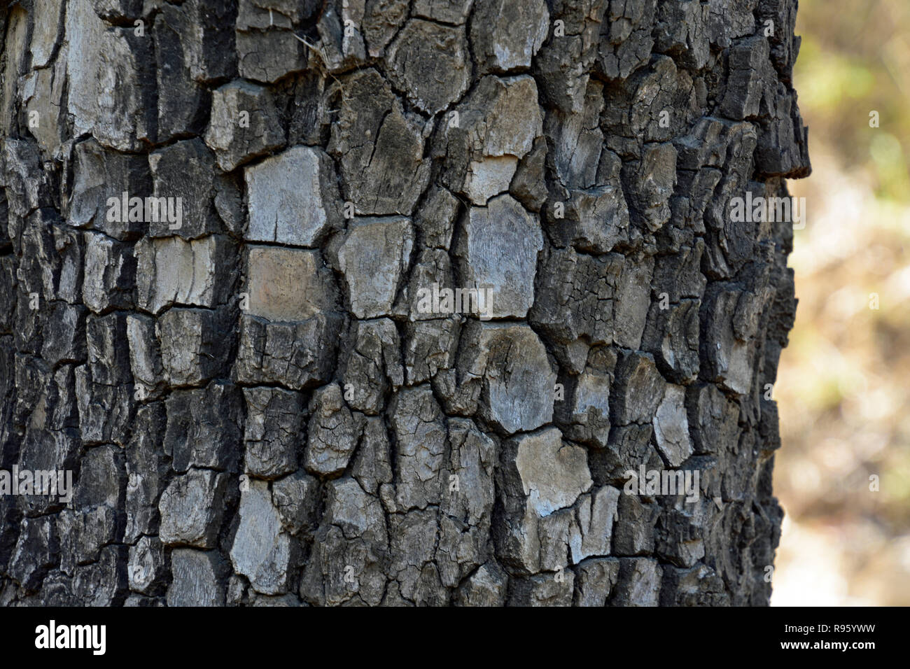 La flore australienne-ARBRES Banque D'Images