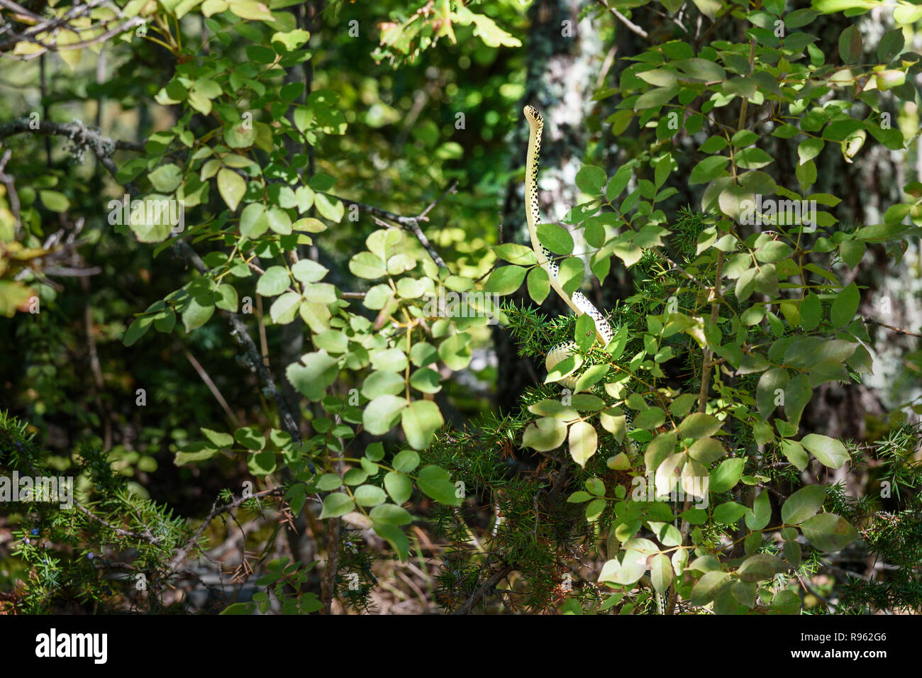 Petit fouet vert serpent, Hierophis viridiflavus en forêt dans la région du Chianti. La toscane. Italie Banque D'Images