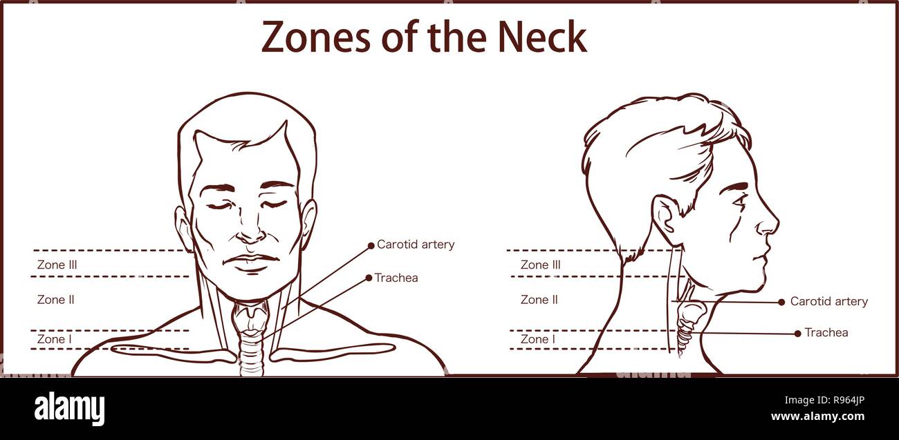 Zones du cou Vector İllustration Illustration de Vecteur