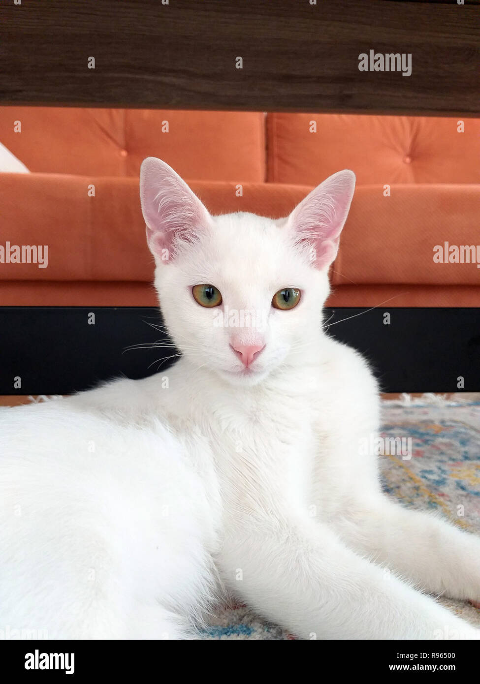 Chaton Exotic shorthair isolés, looking at camera Banque D'Images