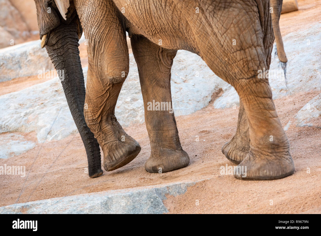 D'énormes pieds de l'éléphant de savane d'Afrique, Loxodonta africana. Banque D'Images