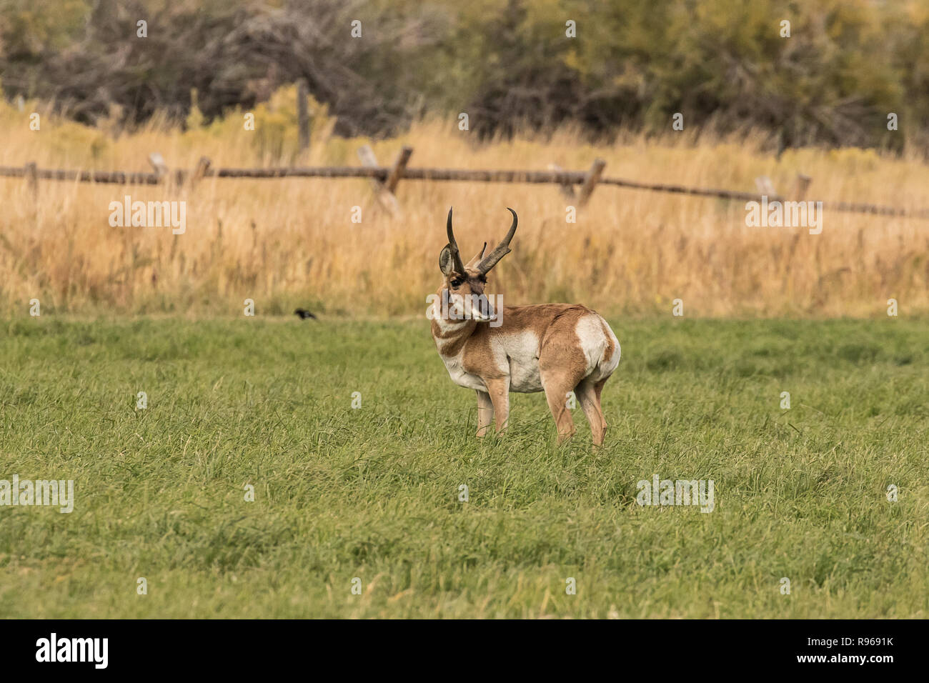 Le centre de l'Idaho L'Antilope Buck J Banque D'Images