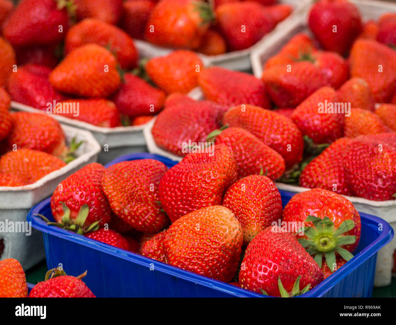 Fraîcheur fraises Banque D'Images