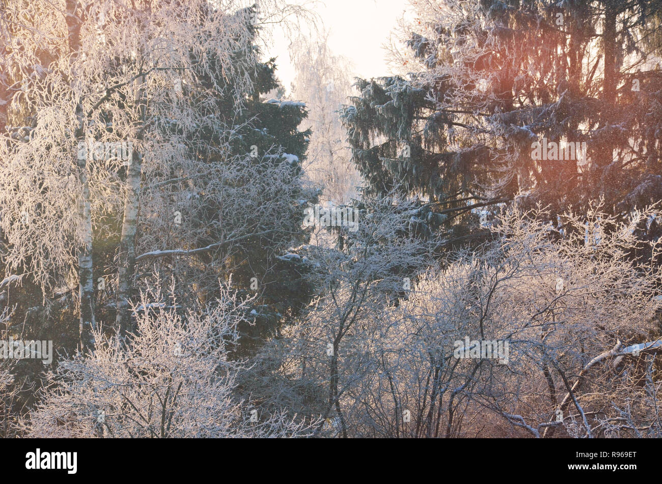 Le point de droit. Branches d'arbres et arbustes dans le givre blanc. Paysage de forêt ensoleillée d'hiver. Banque D'Images