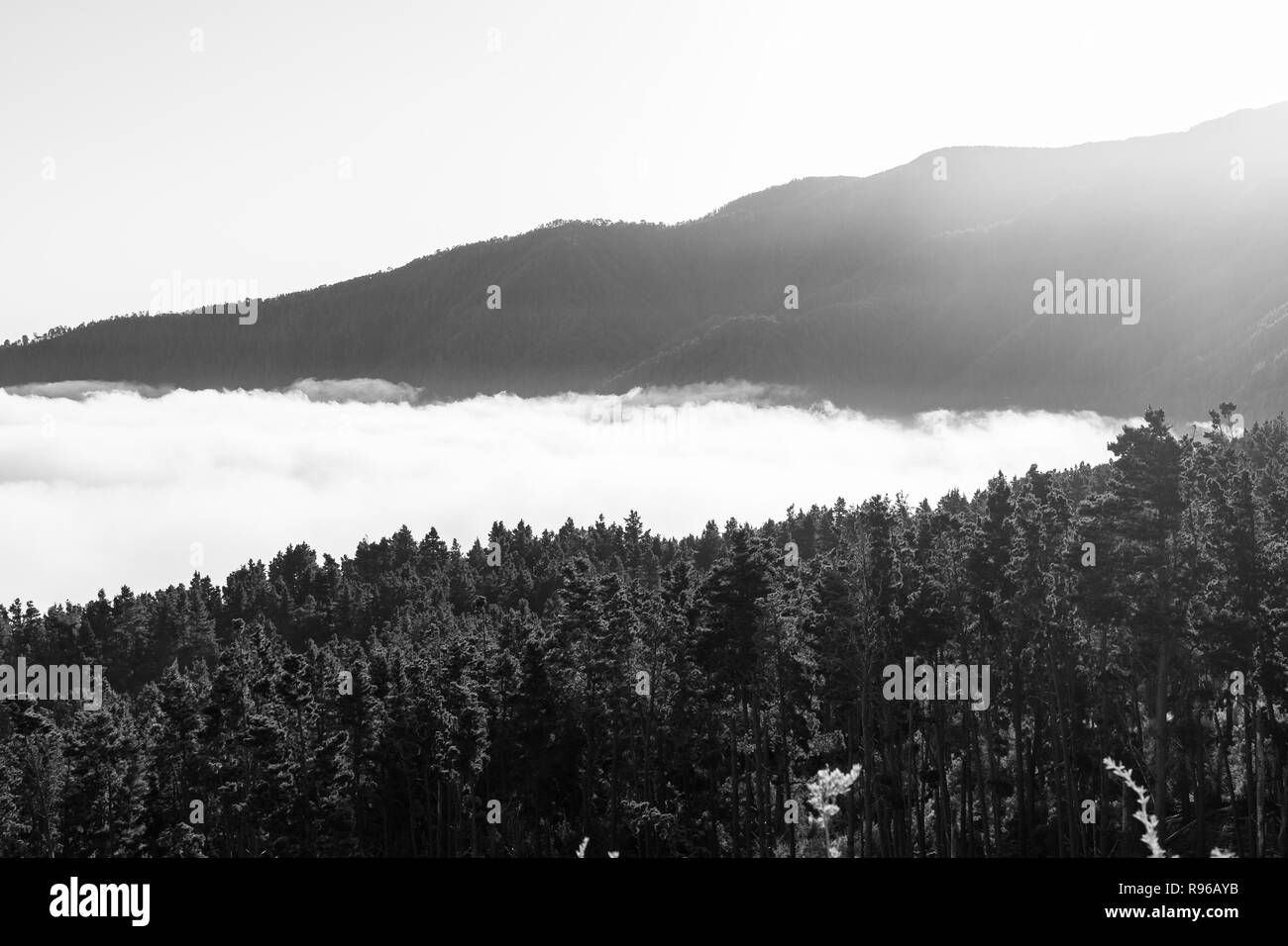 Le matin vallée de montagne. Vue du dessous des nuages. Tenerife. Îles Canaries. L'Espagne. Vue depuis le point de vue -, "Mirador de La Bermeja'. Banque D'Images Le matin vallée de montagne. Vue du dessous des nuages. Tenerife. Îles Canaries. L'Espagne. Vue depuis le point de vue -, "Mirador de La Bermeja'. Banque D'Images
