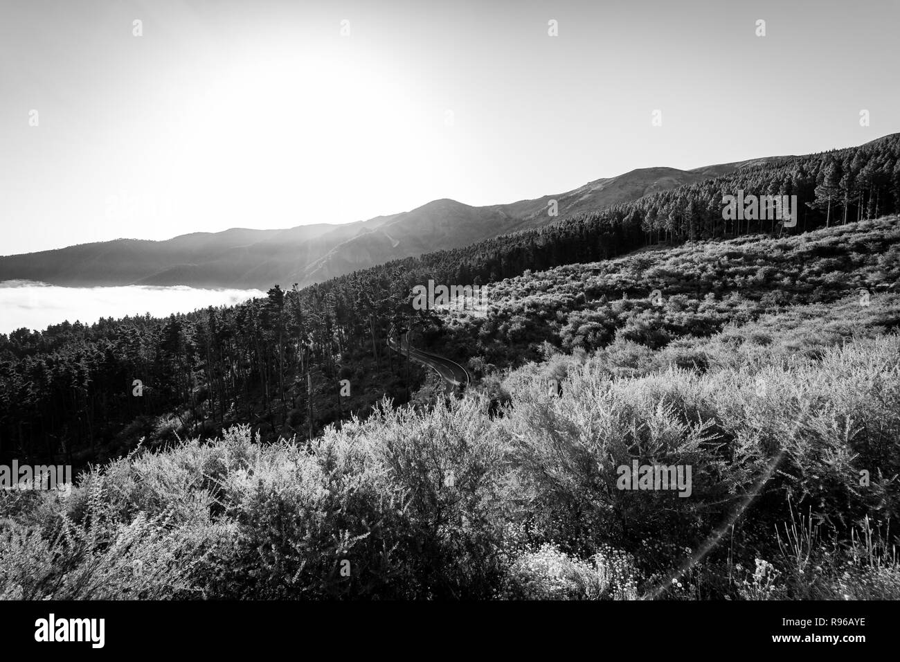 Le matin vallée de montagne. Vue du dessous des nuages. Tenerife. Îles Canaries. L'Espagne. Vue depuis le point de vue -, "Mirador de La Bermeja'. Banque D'Images Le matin vallée de montagne. Vue du dessous des nuages. Tenerife. Îles Canaries. L'Espagne. Vue depuis le point de vue -, "Mirador de La Bermeja'. Banque D'Images