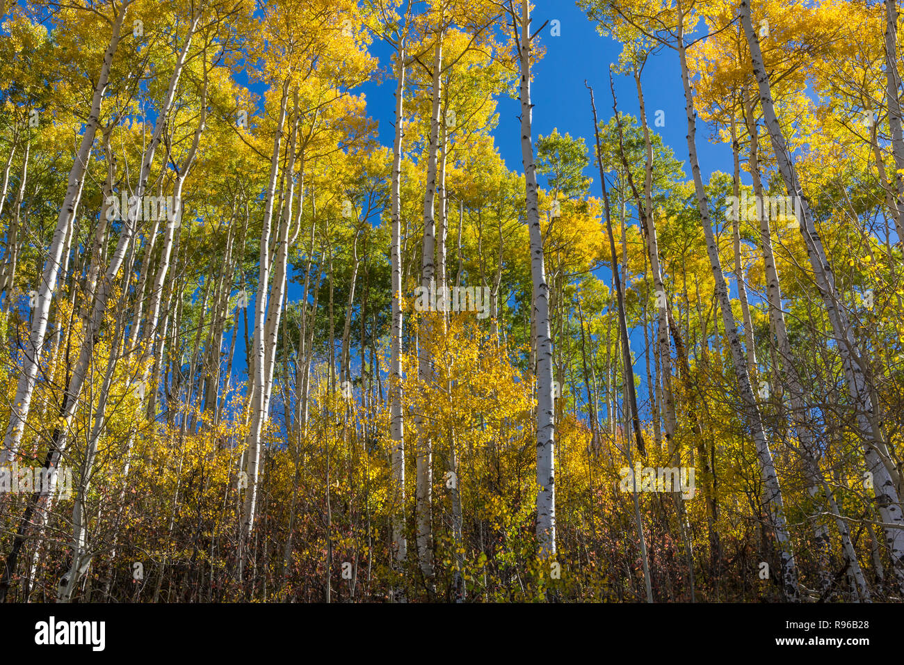 Un stand coloré de golden arbres Apsen off East Dallas Road dans l'Uncompaghre National Forest près de Ridgeway, Colorado. Banque D'Images