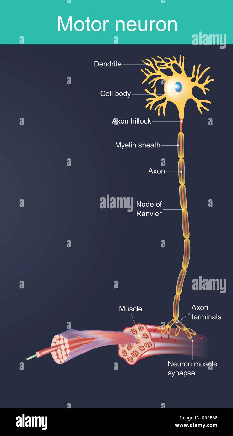 Motor neurone est un corps cellulaire est situé dans le cerveau ou la moelle épinière. Devoir d'organes de contrôle directement ou indirectement, principalement pour les muscles et le presse-étoupe. Illustration de Vecteur