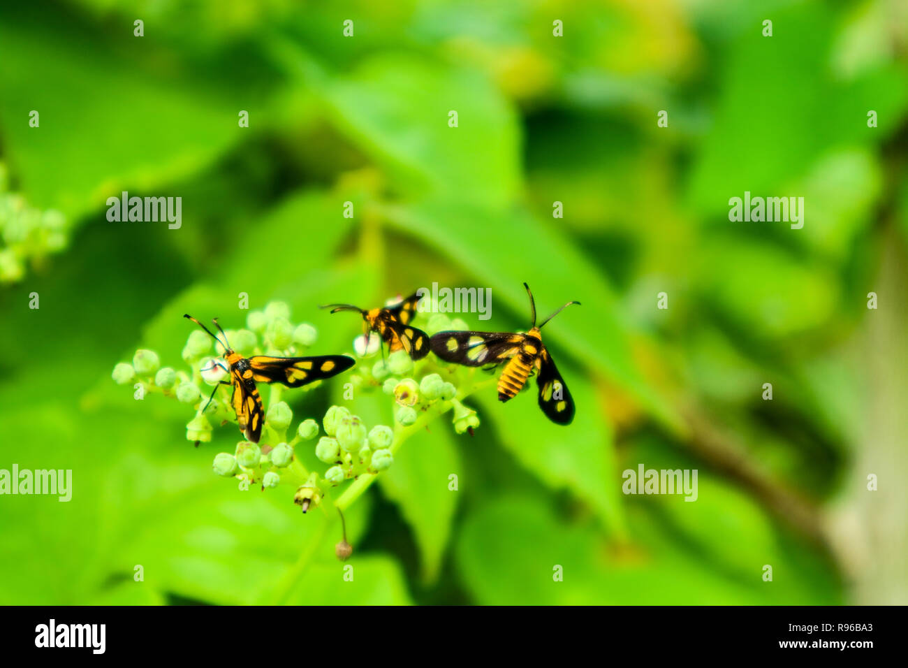 L'agrile du frêne est l'herbe du tigre à nectar sucré avec ses jambes et la moustache fait saillie dans le pollen Banque D'Images