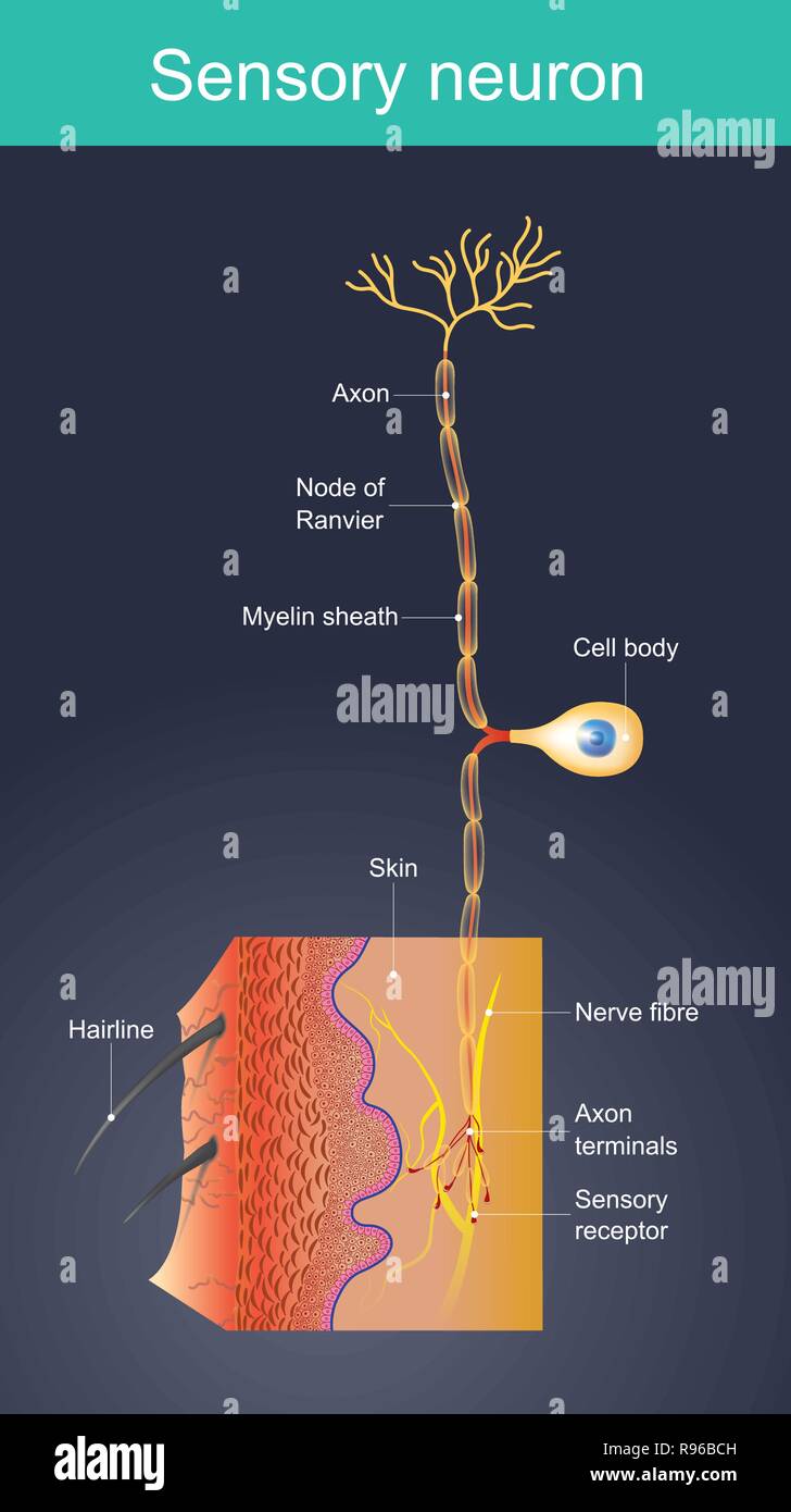 La loi sur les cellules comme des stimuli externes dans différents environnements. changer d'agir en tant que stimulus interne. Quand les sens sont envoyés à l'information signal nervou Illustration de Vecteur