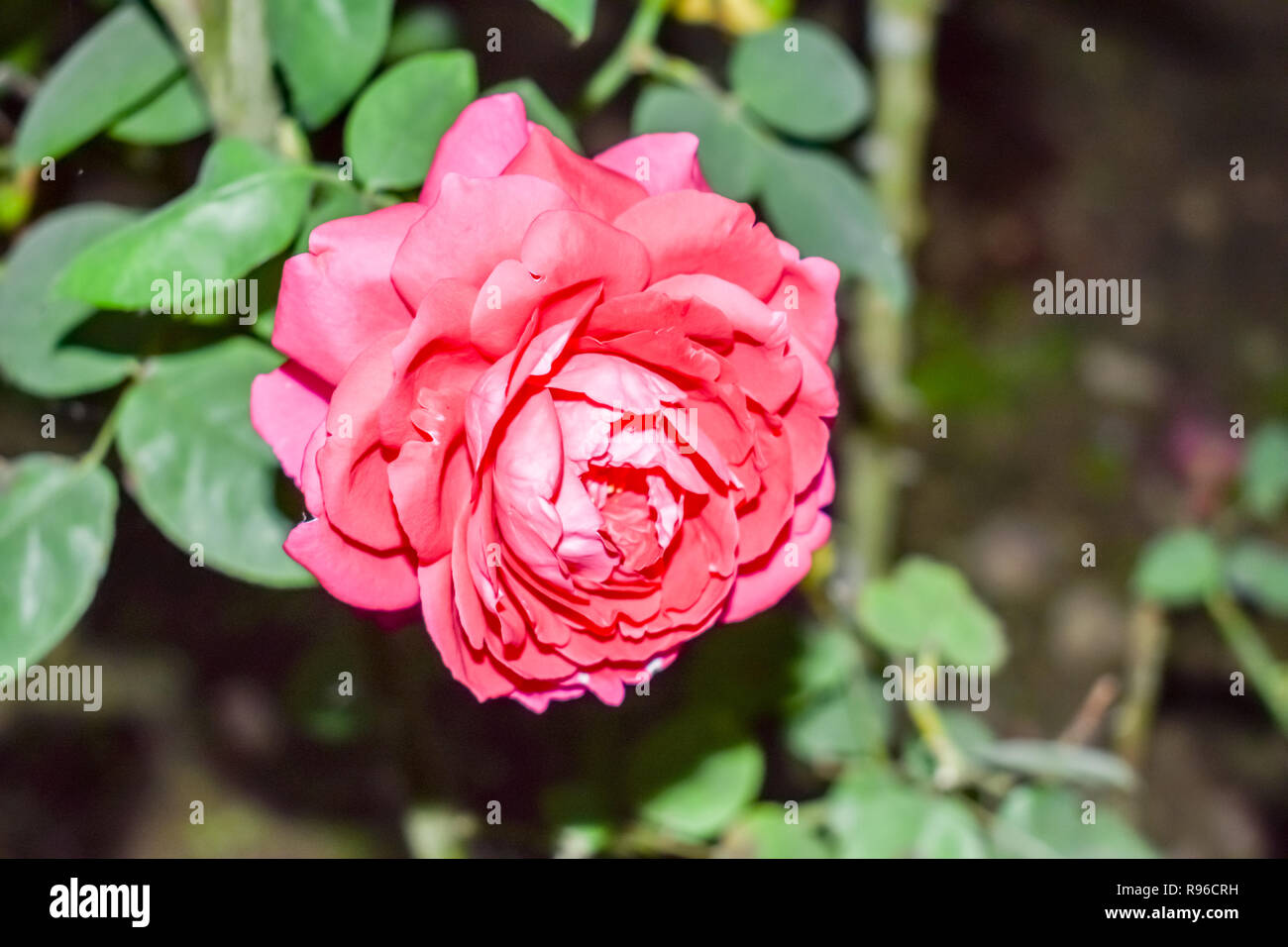 Belle Fleur Rose Au Jardin Roses Dans Un Jardin Tropical