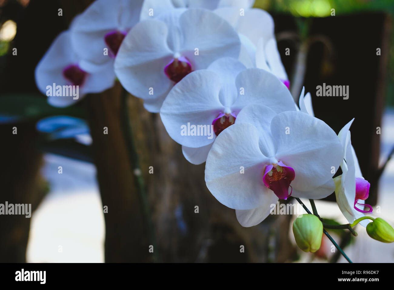 Orchidée phalaenopsis blanche en fleurs fleur flore in garden Banque D'Images