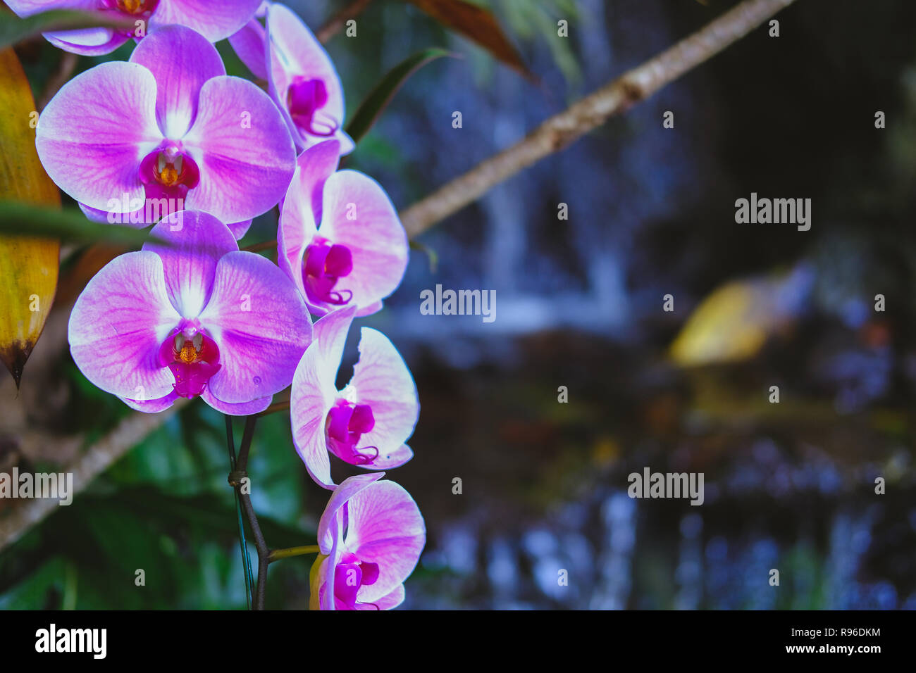 Orchidée phalaenopsis rose en fleurs fleur flore in garden Banque D'Images