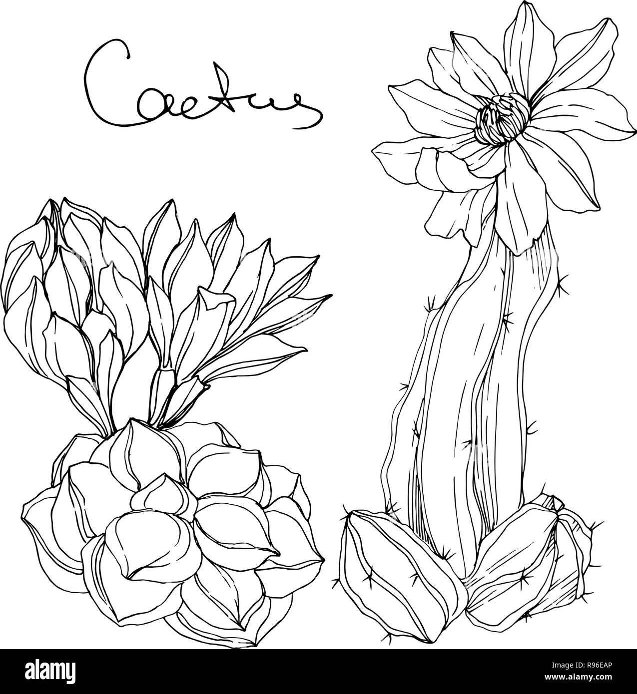 Vector Floral Cactus Fleur Botanique Gravee En Noir Et Blanc Art Encre Cactus Isole De L Element D Illustration Image Vectorielle Stock Alamy