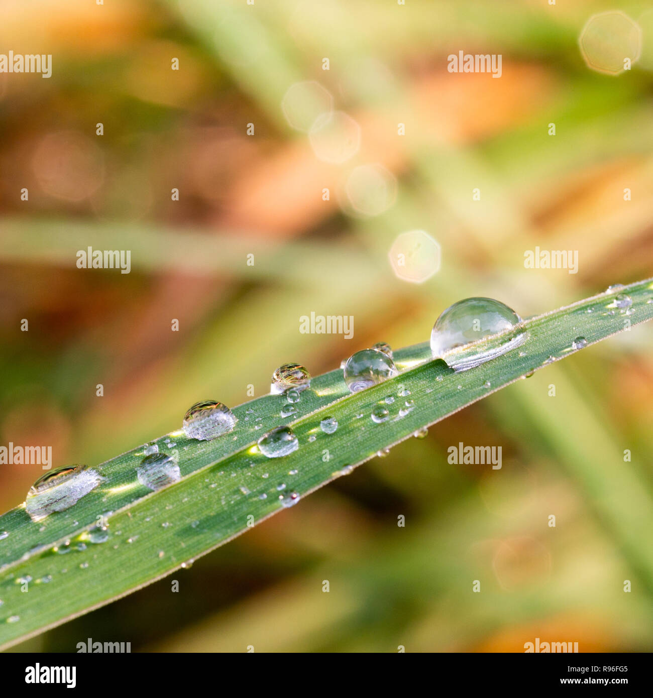 Gouttes de pluie sur un brin d'herbe après la pluie. Les petites gouttes en forme de petite sphères sur la surface de la feuille. Banque D'Images
