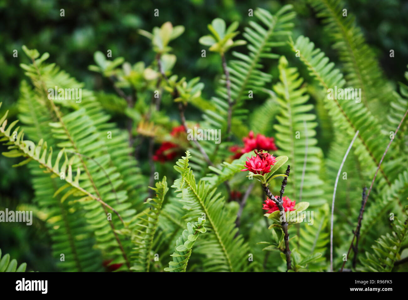 Ce site unique photo montre une fleur rouge avec de nombreuses feuilles vert juteux. La photo a été prise à Hua Hin en Thailande Banque D'Images