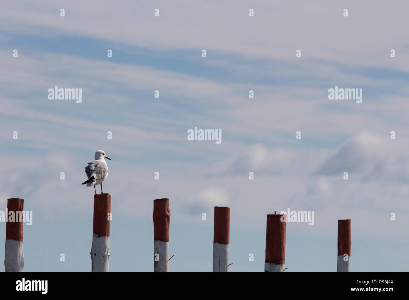 Hartlaubs Gull assis sur bollard sur une plage en Afrique du Sud Langebaan Banque D'Images