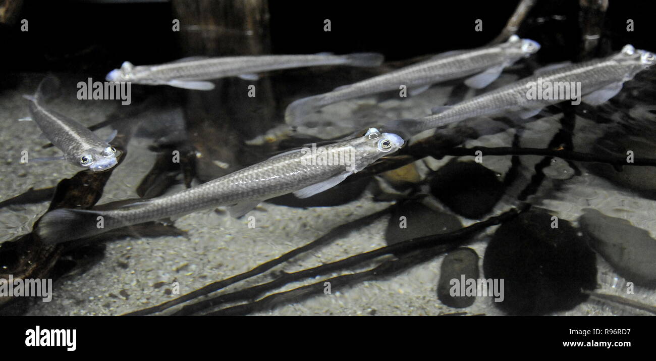 Brno, République tchèque. 18Th Oct, 2018. Les poissons d'Amérique du Sud, quatre-yeux anableps Anableps, maintenu dans un aquarium dans le zoo de Brno, République tchèque, le Jeudi, Décembre 20, 2018. Crédit : Igor Zehl/CTK Photo/Alamy Live News Banque D'Images