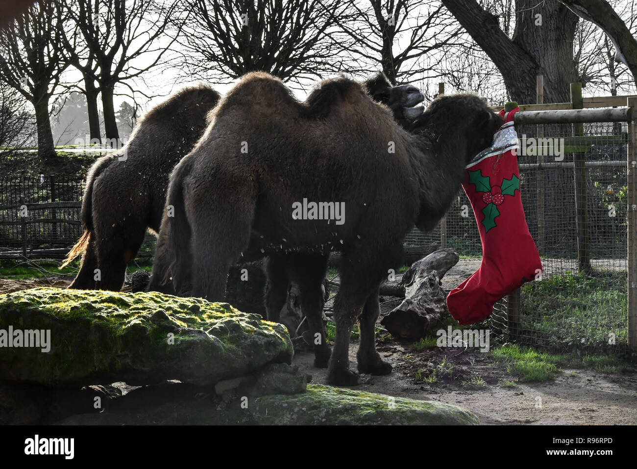 Londres, Royaume-Uni. 201Th Dec, 2018. Les Lions, gorilles et chameaux profitez d'Avent - traite de fête de Noël à cette mesu ZSL London Zoo le 20 décembre 2018, Londres, Royaume-Uni. Credit Photo : Alamy/Capital Live News Banque D'Images