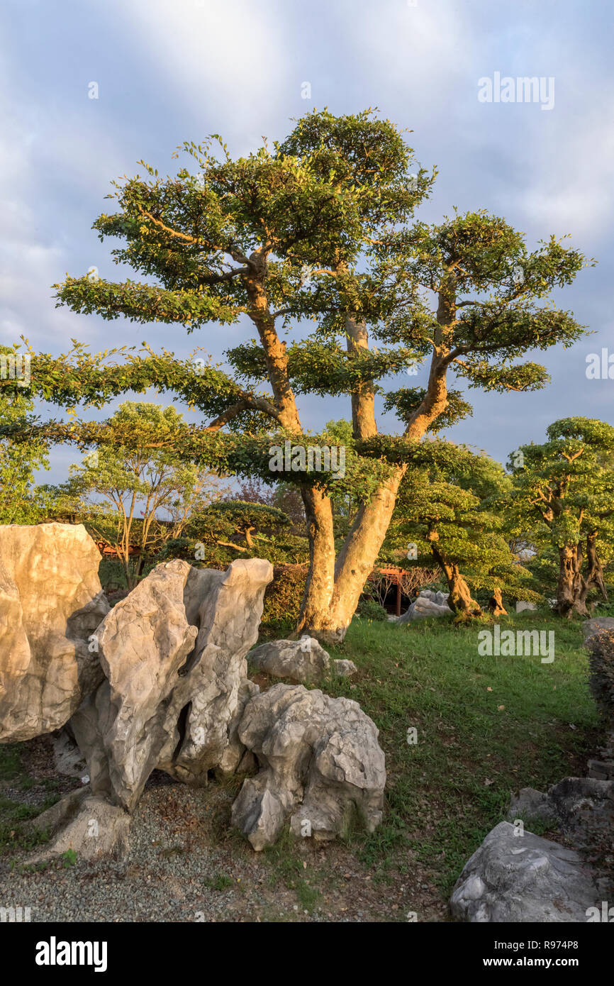 Bao jardin familial d'arbres et de pierres à la fin de la lumière du jour, à l'horizontale, Tanqyue, Shexian, Chine Banque D'Images