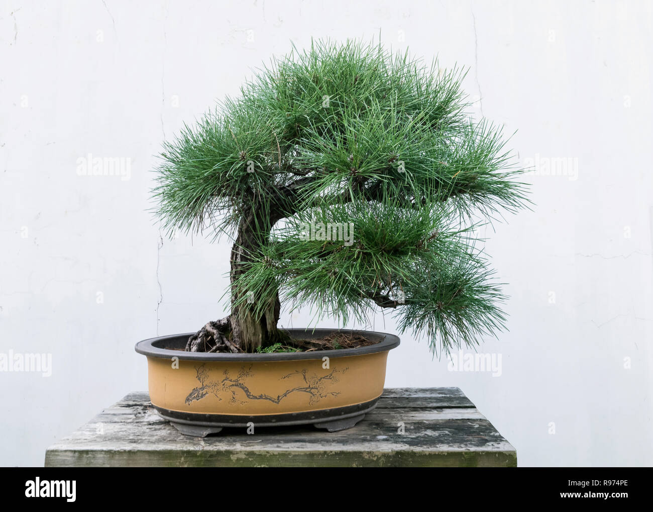 Aiguille longue bonsai pin, Bao Family Garden, Tangyue, Shesxian, Anhui, Chine Banque D'Images