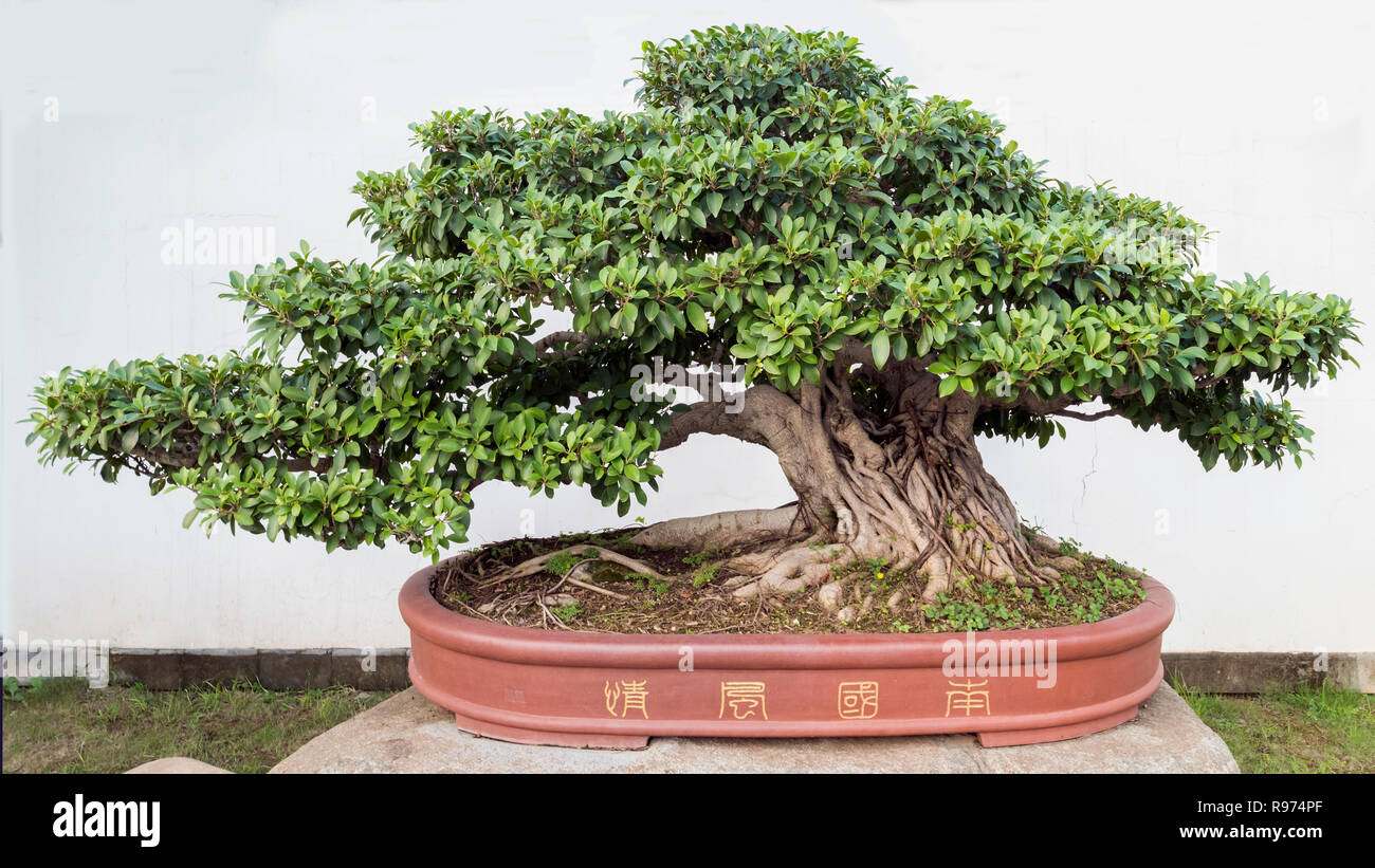 "Sud Chine Beauty' le plus grand banyan antique bonsai, Kunming médiale d'or world Exhibition 1999, Bao Family Garden Banque D'Images
