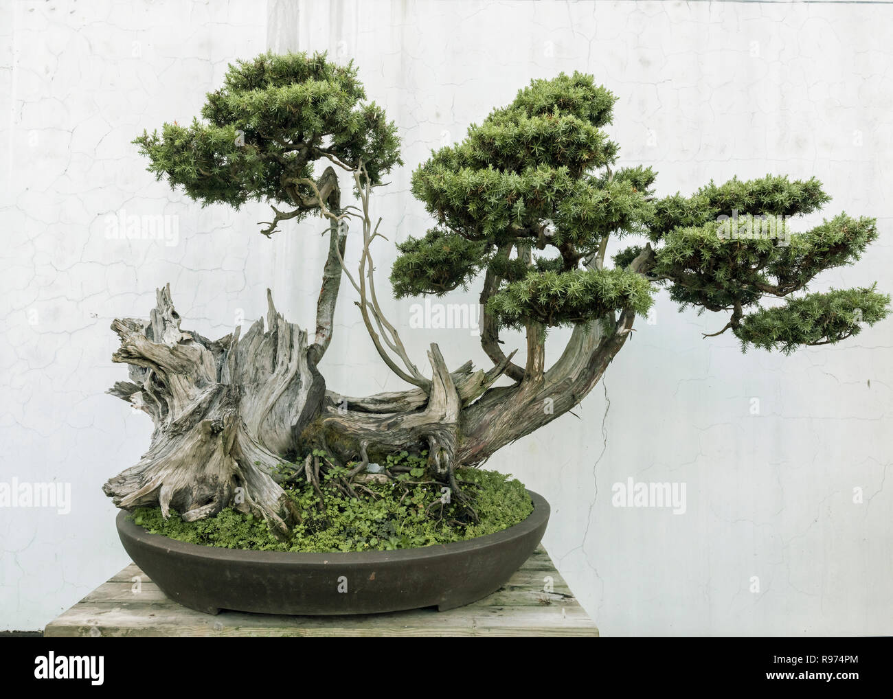 Vieux pin bonsaï dans Bao Family Garden, Shexian, Anhui, Chine Banque D'Images
