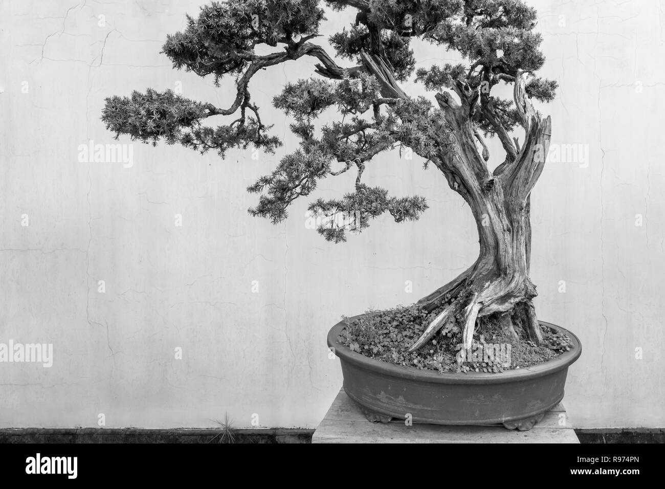 Vieux pin bonsaï, BW, Bao Family Garden, Shexian, Chine Banque D'Images