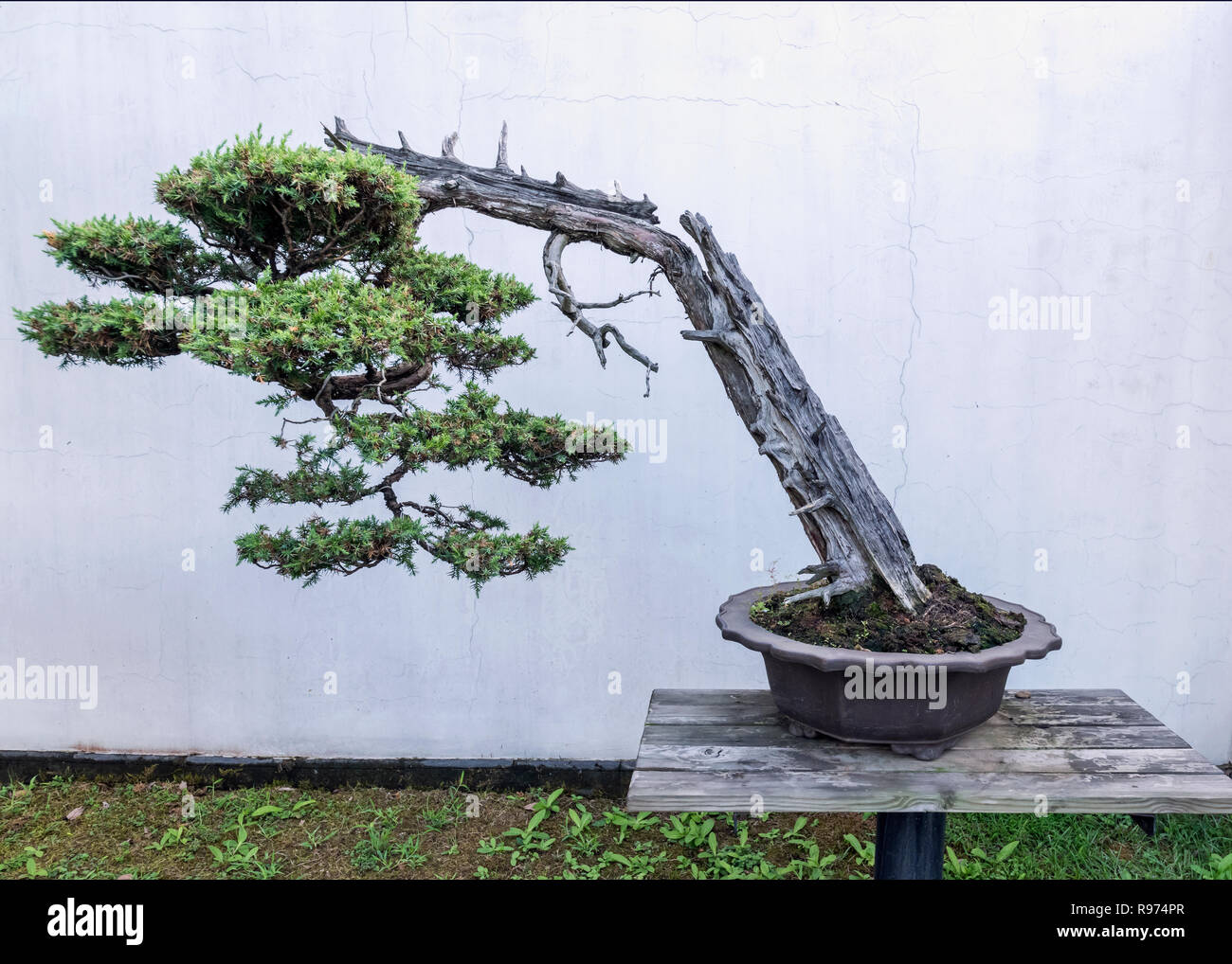 Vieux pin bonsaï, Bao Family Garden, Shexian, Chine Banque D'Images