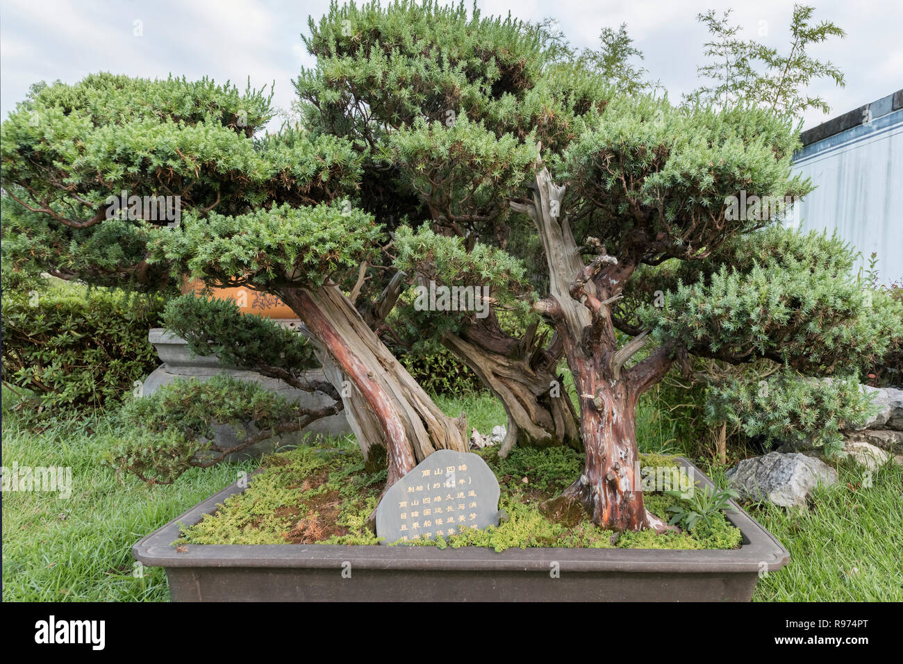L'ancienne dynastie Qing pin bonsaï environ 162 ans, Bao Family Garden, Shexian, Chine Banque D'Images