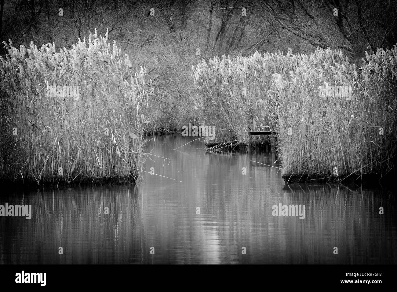 Détail du lac Szeki en Hongrie Banque D'Images