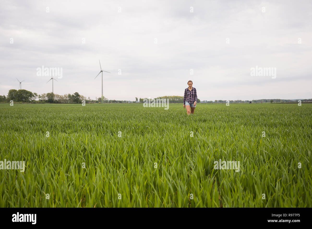 Marche des travailleurs agricoles dans le champ Banque D'Images