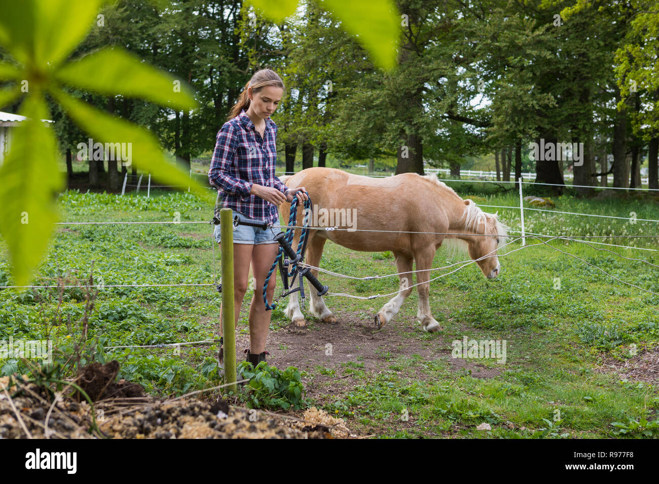 Travailleur agricole holding rope à côté d'un pony Banque D'Images
