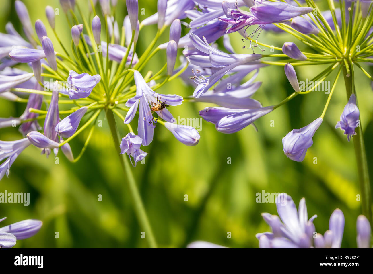 Abeille et violet Agapanthus (Lily of the Nile) Banque D'Images