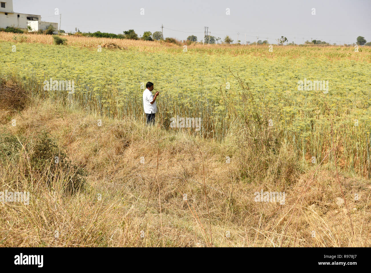 Bien organisé Pimpinella anisum Anis cultivé en plantation Gujarat Inde connu comme Variyali utilisé pour divers malaises food spice herbal question. Banque D'Images