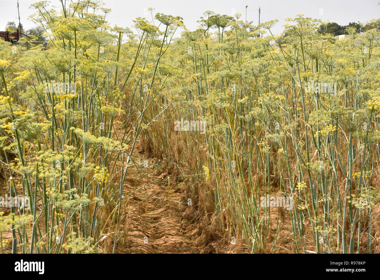 Bien organisé Pimpinella anisum Anis cultivé en plantation Gujarat Inde connu comme Variyali utilisé pour divers malaises food spice herbal question. Banque D'Images