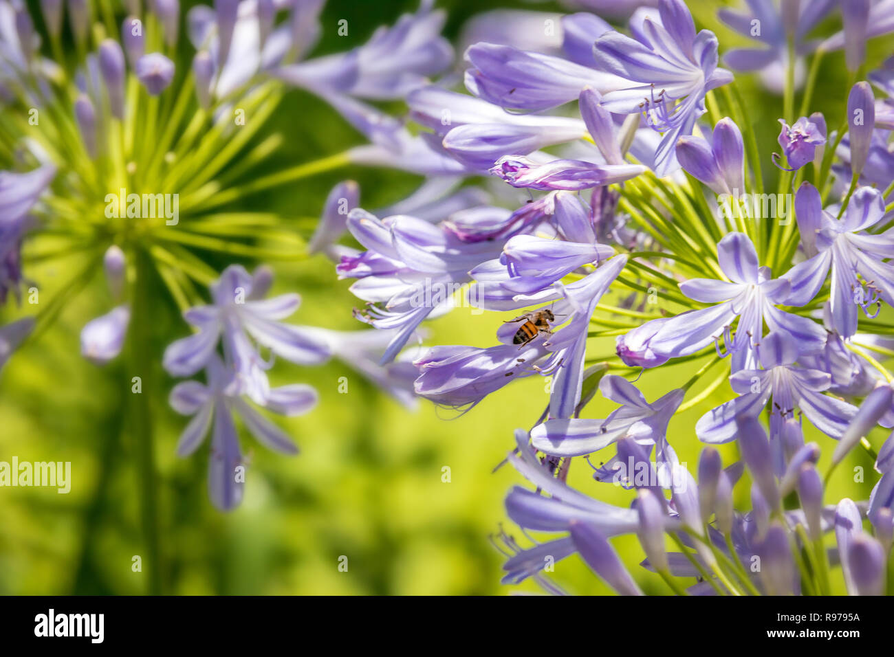 Abeille et violet Agapanthus (Lily of the Nile) Banque D'Images