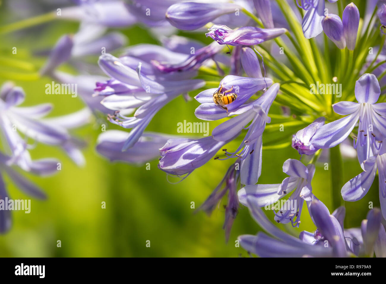 Abeille et violet Agapanthus (Lily of the Nile) Banque D'Images