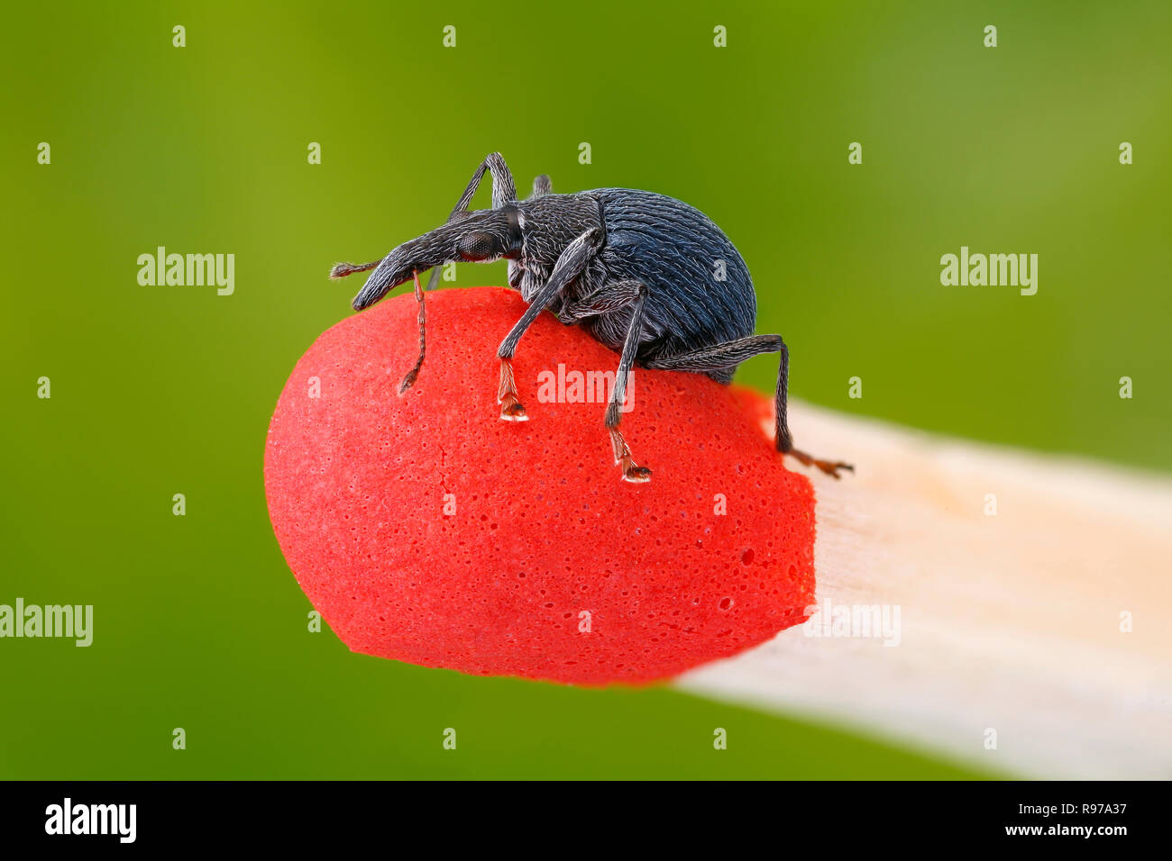 Peu de charançons (Curculionidae) sur le bout d'un match Banque D'Images