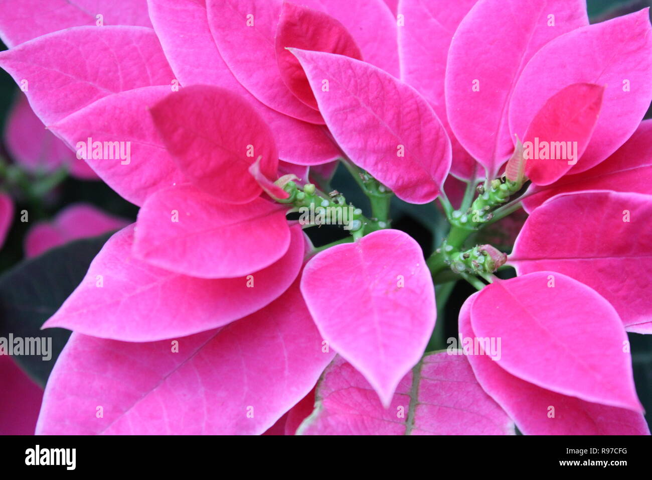 Belle Euphorbia pulcherrima, l'étoile de Noël, rose poinsettia plante de  fleur qui pousse dans le jardin tranquille Photo Stock - Alamy