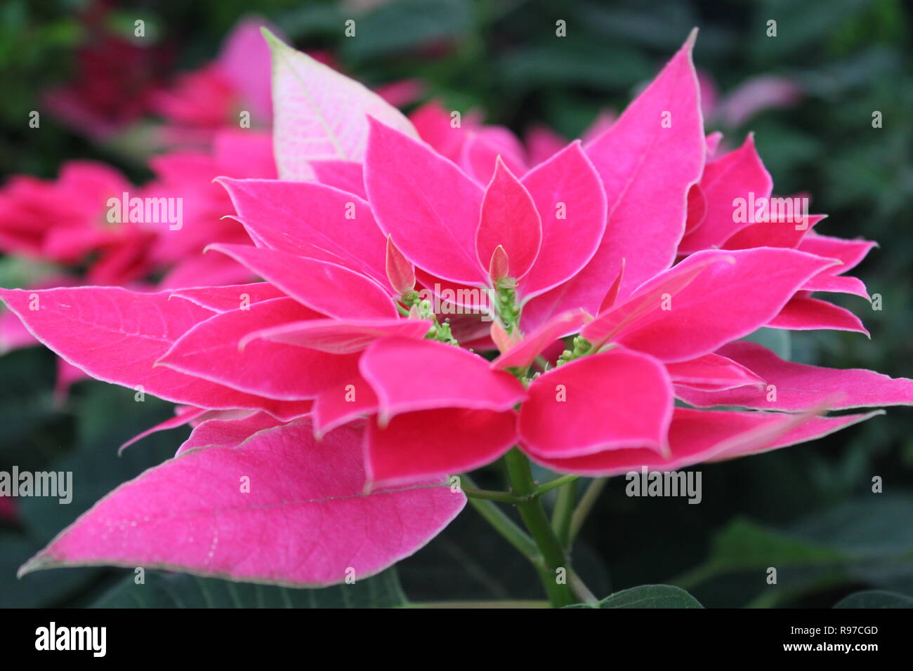 Belle Euphorbia pulcherrima, l'étoile de Noël, rose poinsettia plante de  fleur qui pousse dans le jardin tranquille Photo Stock - Alamy