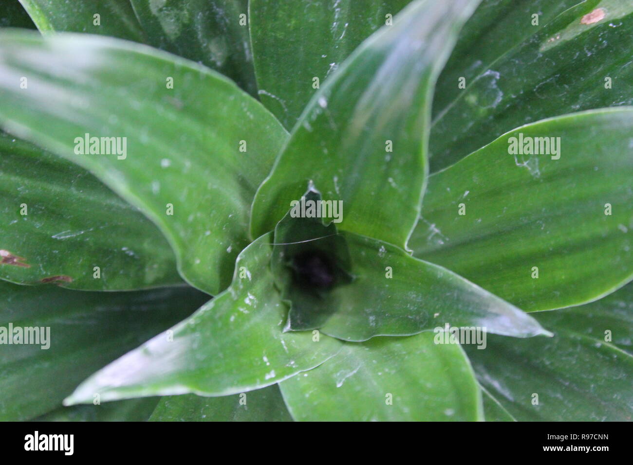 Dracaena compacta, usine Janet Craig, plante de maïs, qui pousse dans le jardin. Banque D'Images