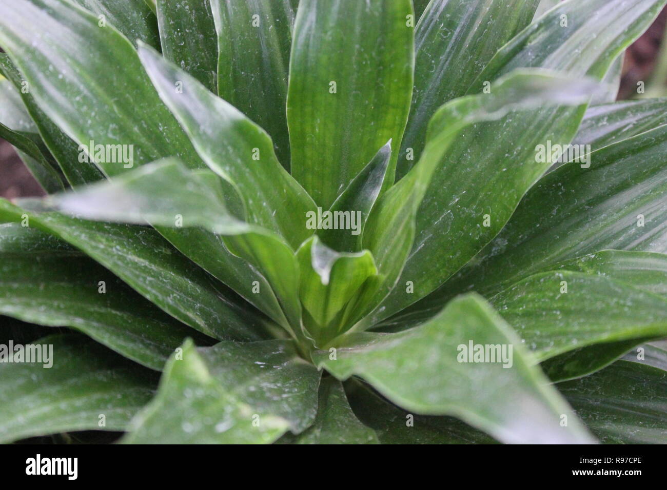 Dracaena compacta, usine Janet Craig, plante de maïs, qui pousse dans le jardin. Banque D'Images